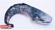 Fish pillow CATFISH - 110 cm